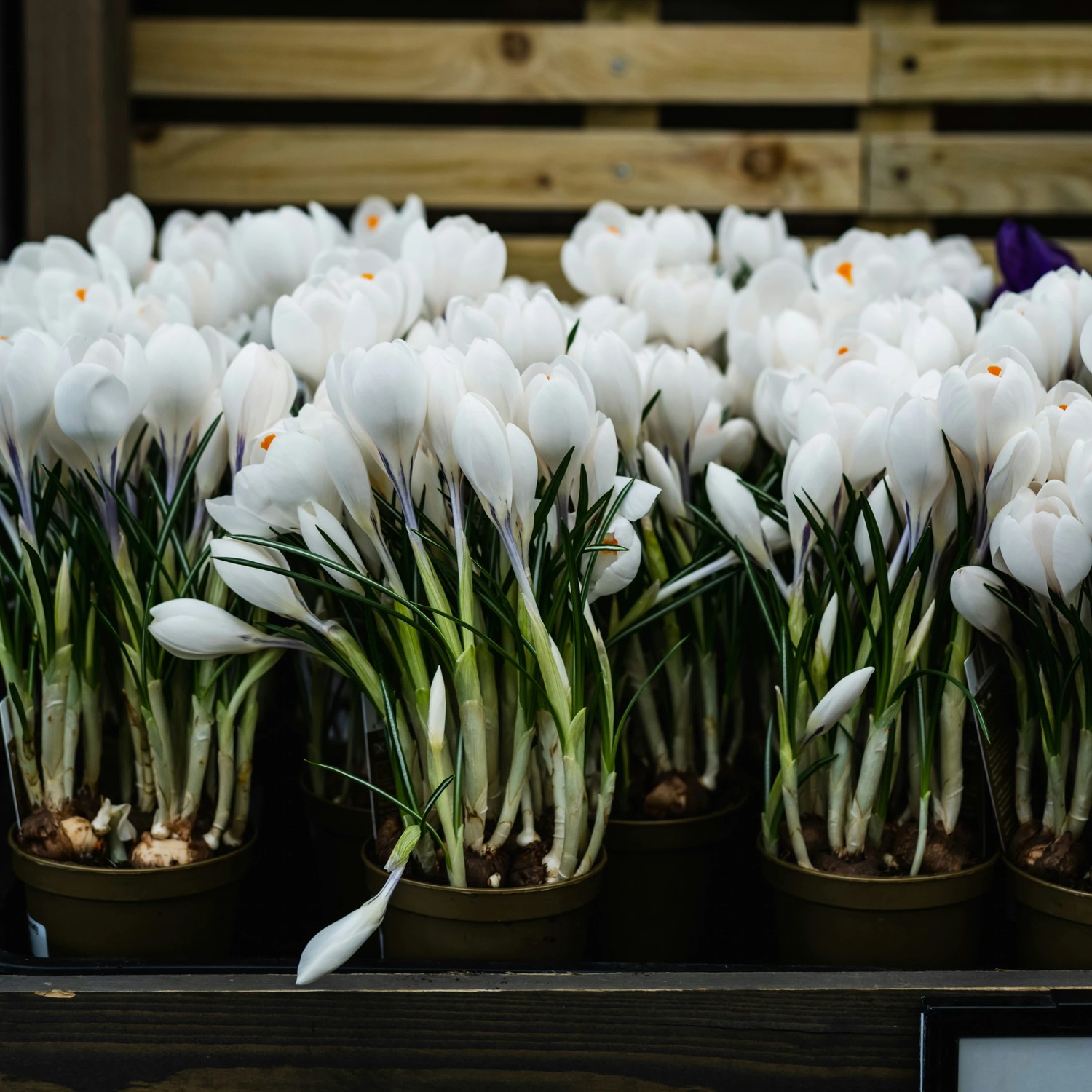 visuel des fleuristes et des pépiniéristes. Crédit photo Monika Grabkowska